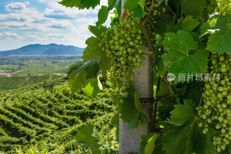 Valdobbiadene -夏季普洛赛科山-一串未成熟的葡萄